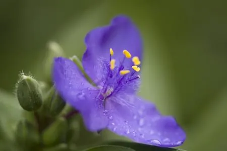 A close-up of a purple flower with yellow stamens and water droplets on its petals against a blurred green background.