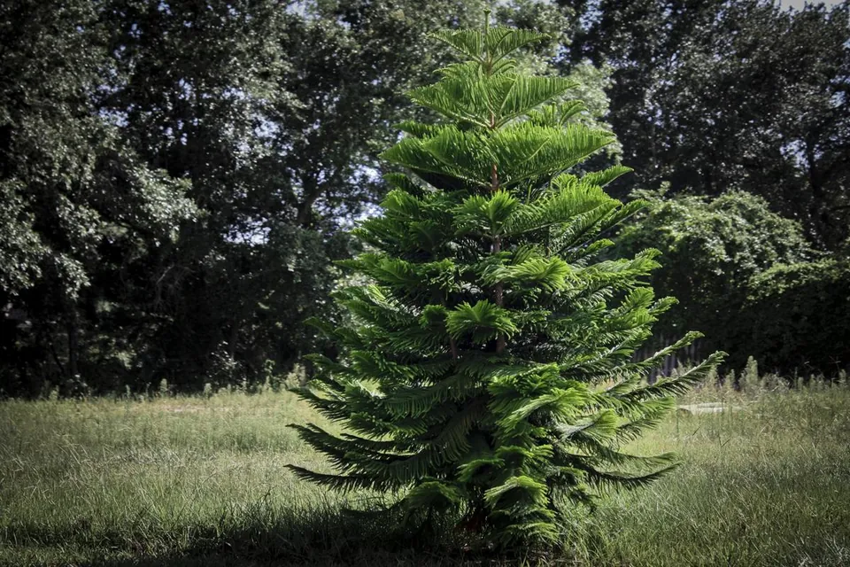 A young green fir tree stands in a grassy field backed by a dense line of dark forest trees.