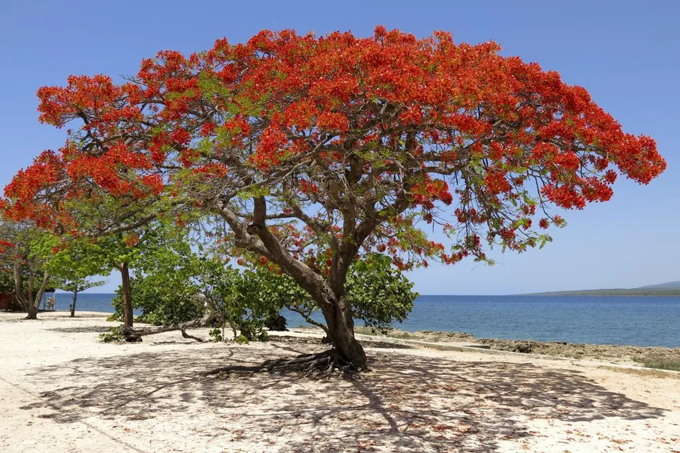 A large flamboyant tree with bright red flowers stands on a sandy beach next to the blue ocean.