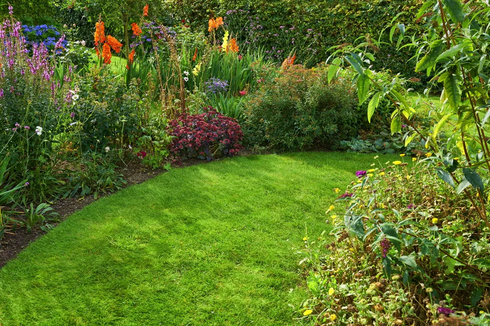A curved lawn borders a vibrant flower garden featuring tall orange gladiolus, purple blooms, and dense green foliage.