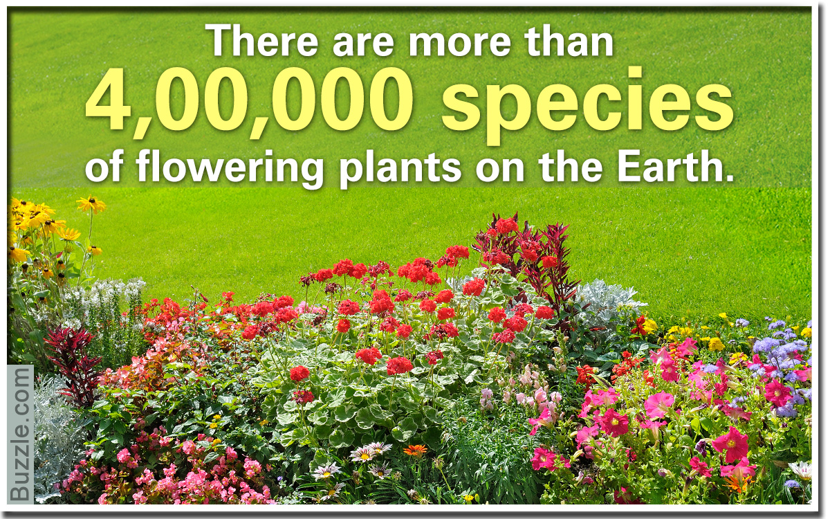 An Extensive Cluster of Different Types of Flowers With Pictures