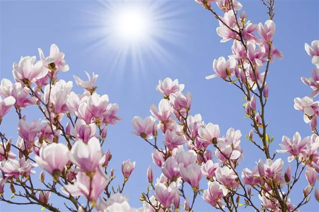 Pink magnolia blossoms bloom on branches against a bright blue sky with the sun shining.