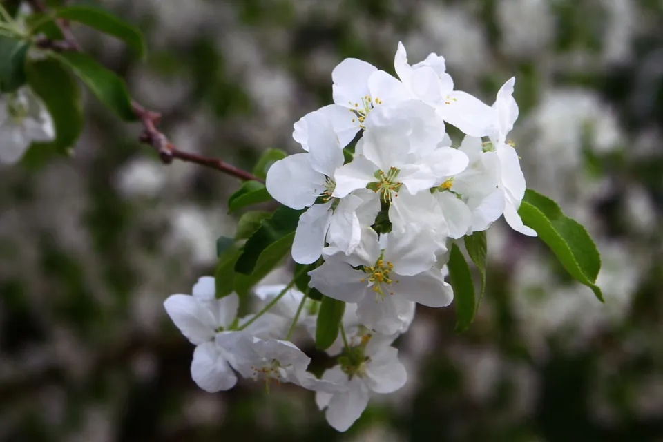 A cluster of white blossoms with yellow centers blooms on a branch with green leaves against a blurred background.