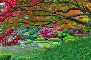 Red and orange autumn tree branches overhanging a manicured garden with green shrubs and a pond.
