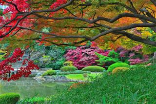 Incredibly Useful Tips for Taking Care of Flowering Pear Trees