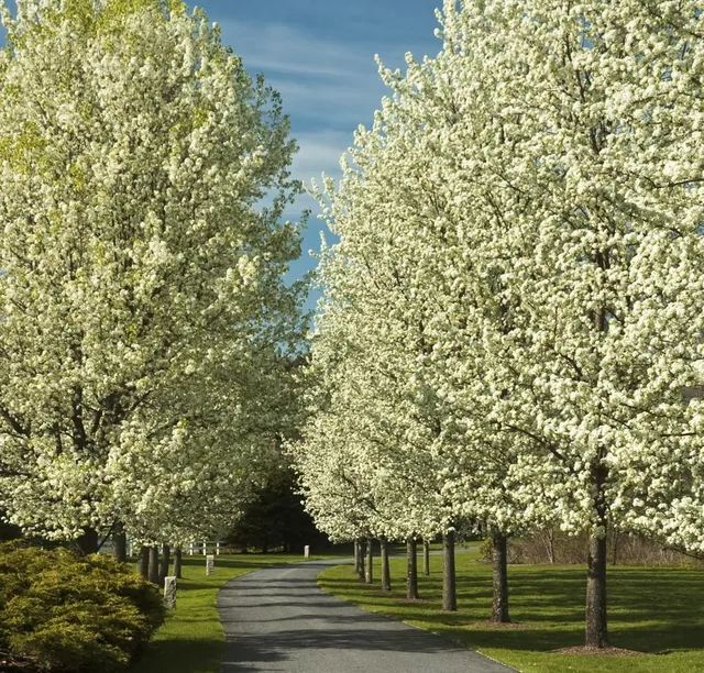 A paved path winds through a garden lined with rows of white flowering pear trees under a blue sky.