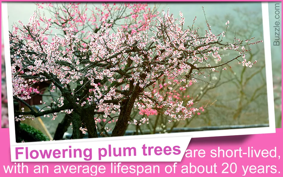 Types of Flowering Plum Trees and Useful Tips for Their Care