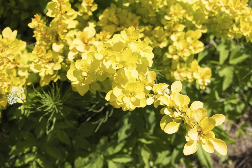 Golden shrub with clusters of small yellow flowers and green foliage in dappled sunlight.