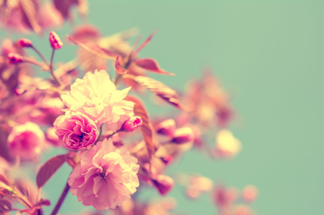 19 Types of Flowering Trees to Embellish Your Beautiful Garden