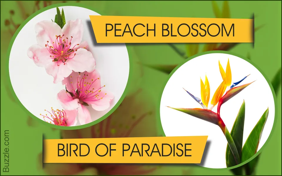 A List of 48 Flowers That Bloom in May With Pin-worthy Pictures