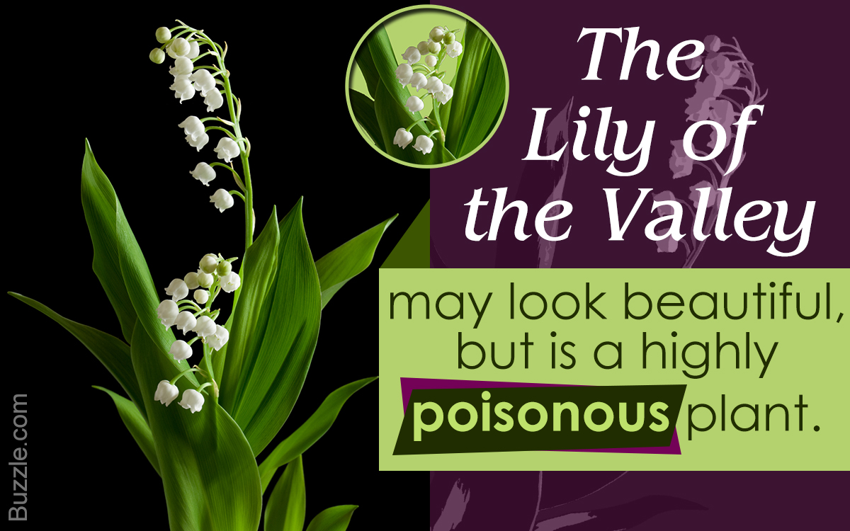 Fun Plant Facts