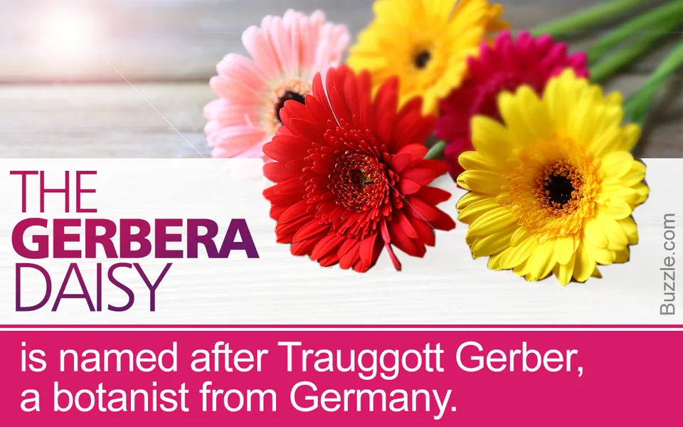 Vibrant pink, red, yellow, and magenta Gerbera daisies arranged on a light wooden surface.