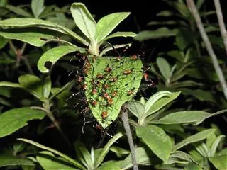 A green leaf covered in a swarm of ants surrounded by garden foliage.