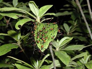 Getting Rid of Ants in Vegetable Garden