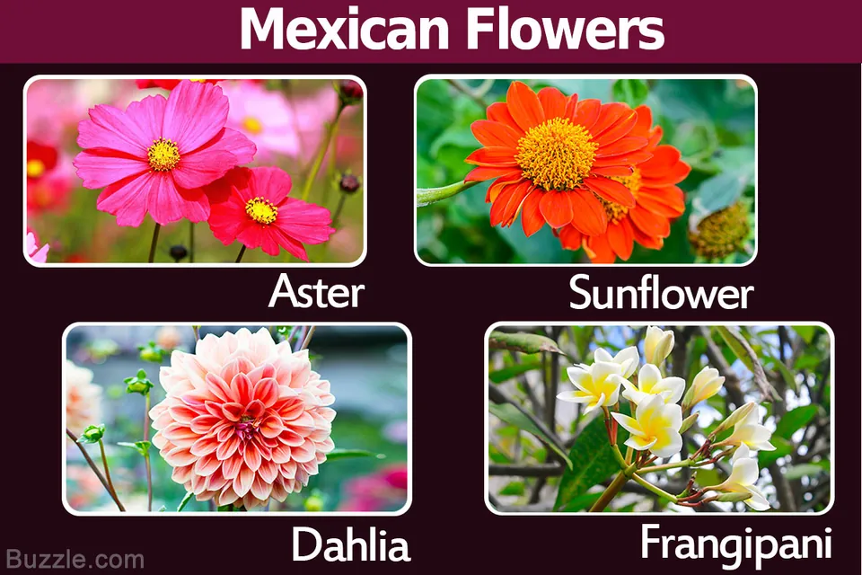 Four labeled photos of Mexican flowers arranged in a grid showing pink asters, orange sunflowers, a pink dahlia, and white frangipani.