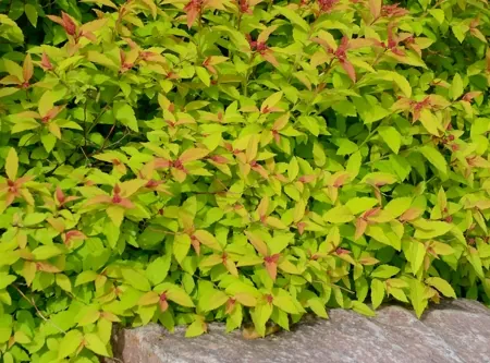 Close-up of a Goldflame Spirea shrub with vibrant yellow-green foliage and reddish new growth beside a grey rock.