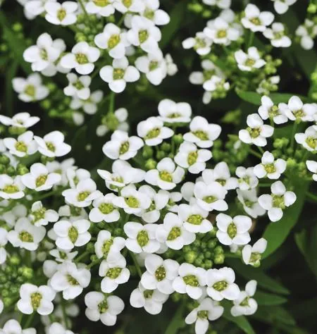 A close-up view of dense clusters of small white flowers with yellow centers blooming in a garden.