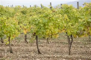 Rows of grapevines with yellowing leaves supported by posts in a vineyard with dry soil and a fence in the background.