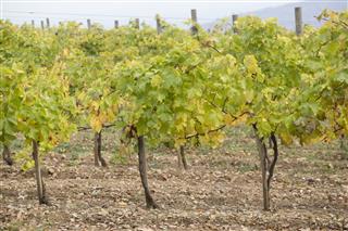 Grape Vine Care