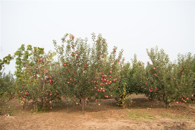 Growing Apple Trees from Seeds
