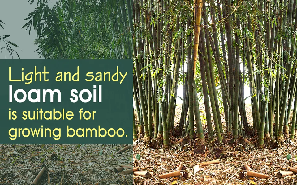 A dense grove of bamboo stalks growing in soil covered with dried leaves and cut bamboo segments.