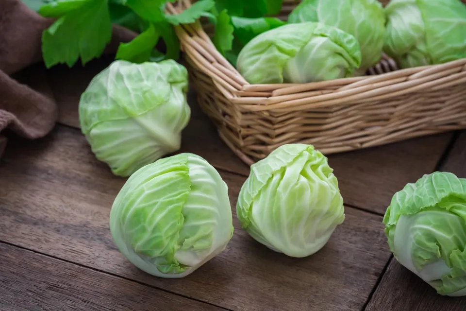 Freshly harvested heads of green cabbage arranged on a wooden table next to a wicker basket.