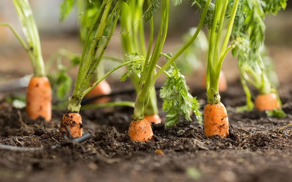 Orange carrots with green leafy tops growing in dark garden soil.
