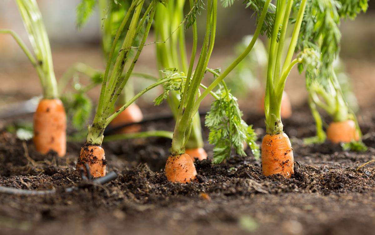 Can you Grow Carrots from Carrot Tops?