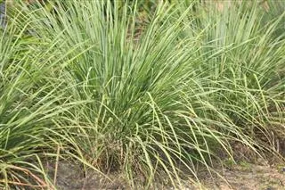A dense clump of green lemongrass with long, slender leaves growing in a garden bed.