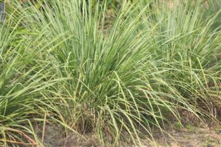 The Wonderful Process of Growing Lemongrass from Seeds: Explained