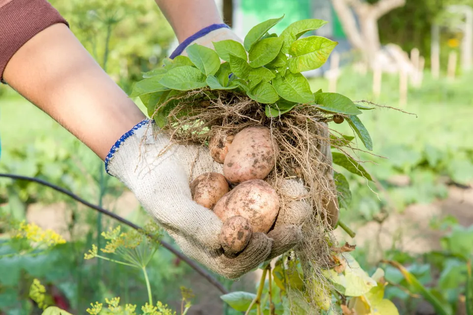 Gloved hands holding a clump of soil with a green potato plant and several harvested potatoes attached to the roots.