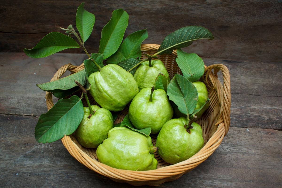 Guava Tree