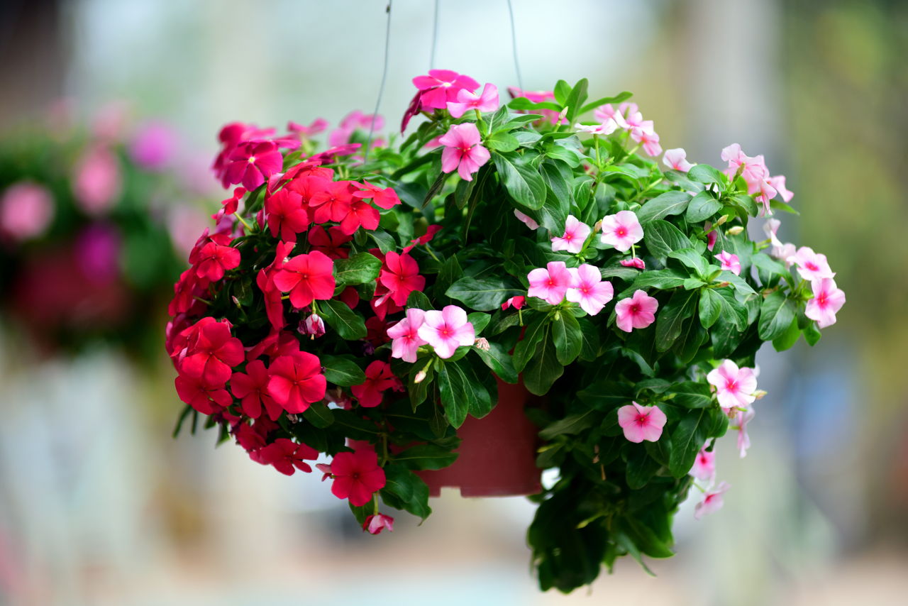 The Best and Most Popular Indoor Hanging Plants to Grow