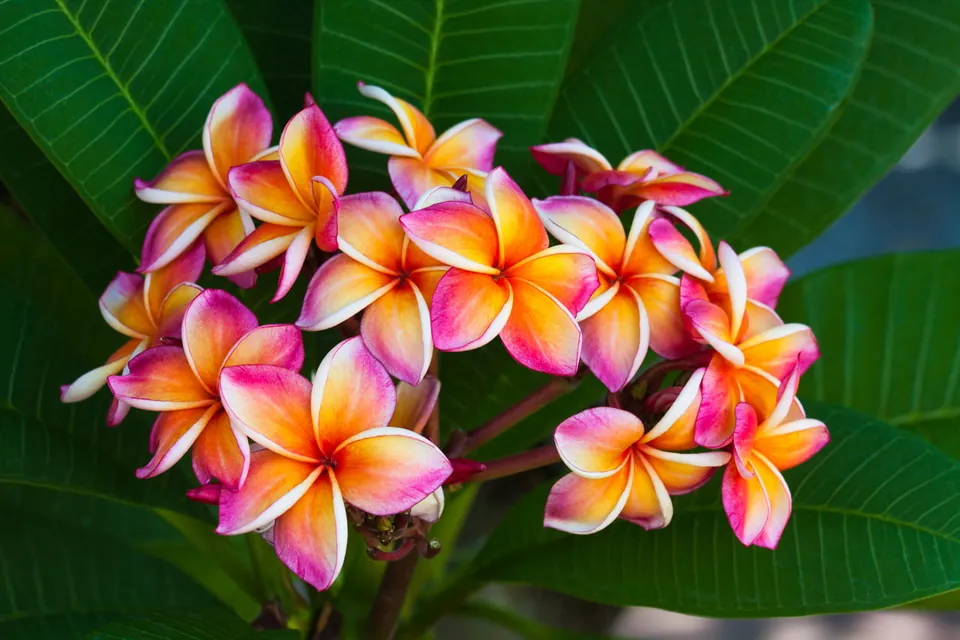A cluster of pink, orange, and white plumeria flowers surrounded by large green leaves.