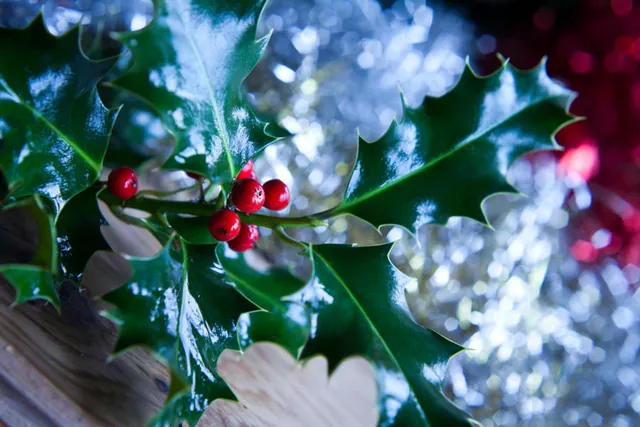 Glossy green holly leaves with spiky edges and bright red berries against a blurred background of silver and red lights.