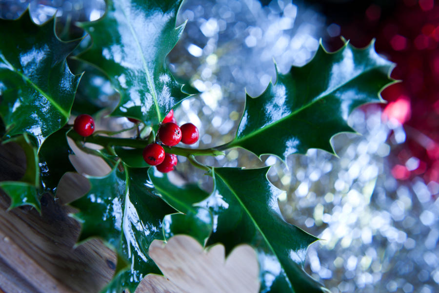 Uncovering the Unique and Different Types of Holly Bushes