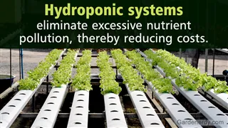 Rows of leafy green vegetables growing in white hydroponic channels inside a greenhouse.