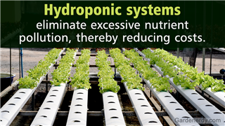 A Guide to the Various Types of Homemade Hydroponic Systems