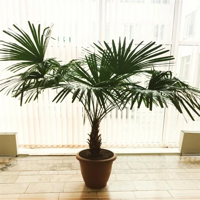 A potted palm tree with fan-shaped fronds sits on a tiled floor in front of vertical blinds.