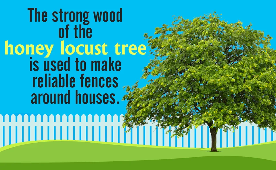 Honey Locust Tree Facts