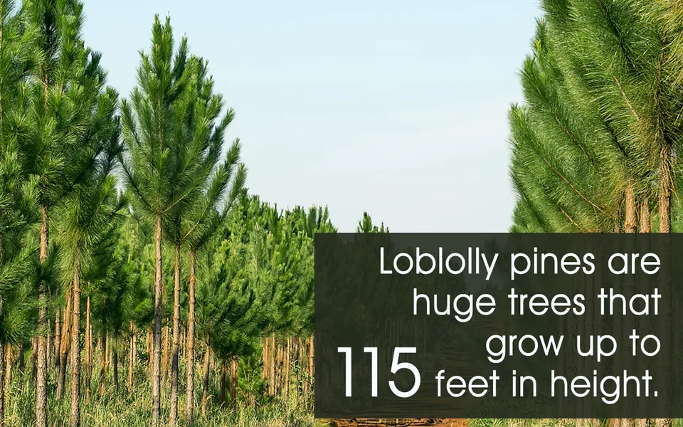 A grove of tall green pine trees stands in a field under a clear blue sky.