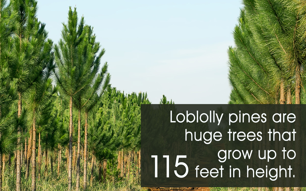 How Fast Do Pine Trees Grow?