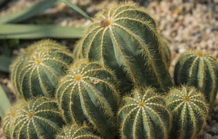A cluster of small, ribbed cacti with yellow spines growing in gravel soil.