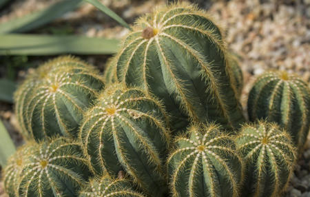 This is Amazing - How Plants Defend Themselves Against Pathogens