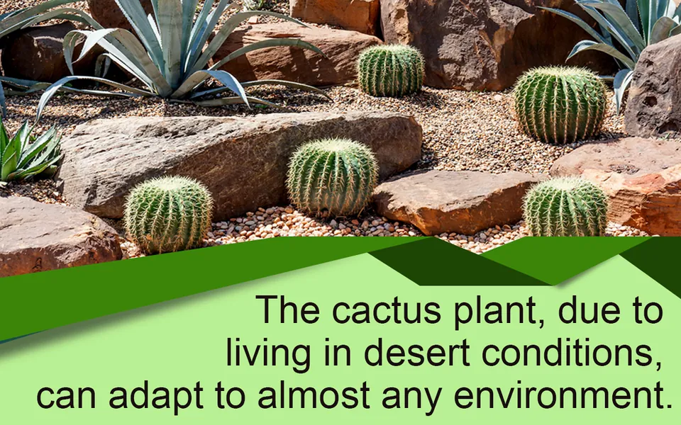 How to Build a Cactus Garden