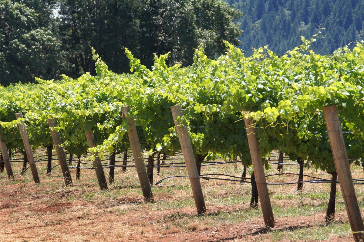 Miraculously Easy Tips on How to Build an Ethereal Grape Trellis
