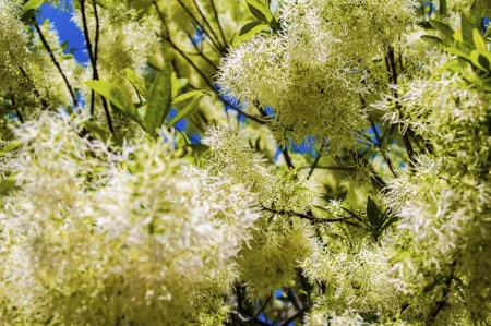 Close-up view of white Chinese fringetree flowers blooming on branches with green leaves against a blue sky.
