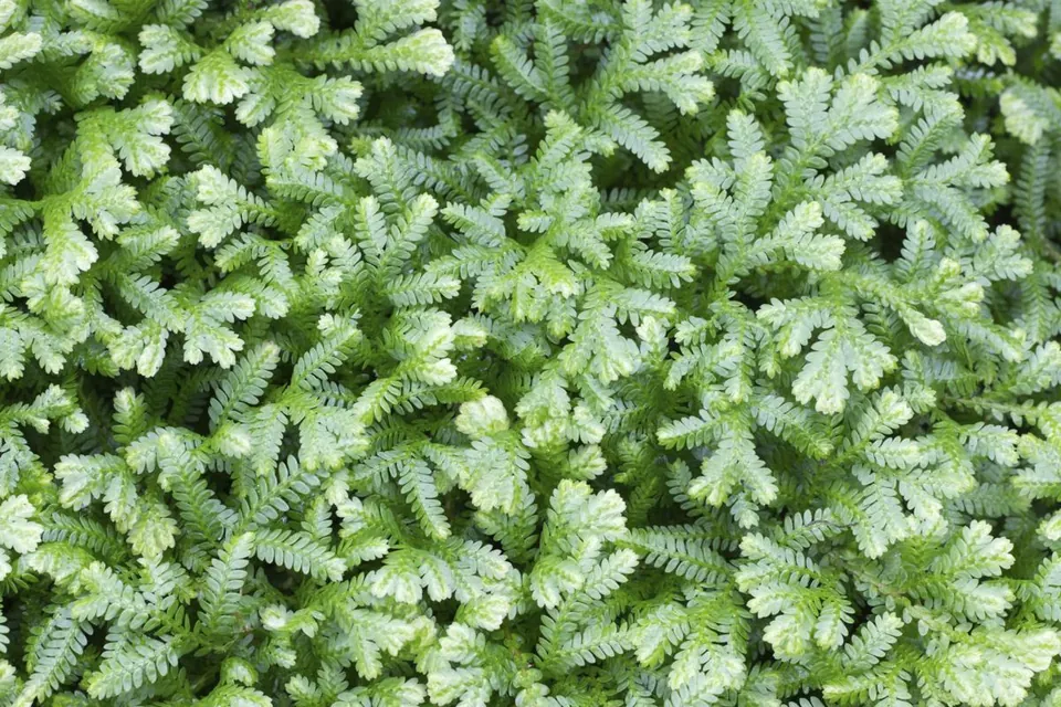 Close-up of a lush green frosty fern plant displaying dense, feathery foliage.