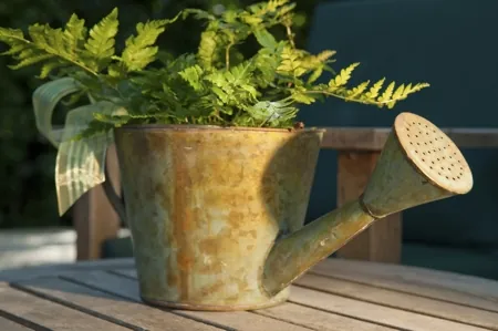 A rusty metal watering can filled with green ferns sits on a wooden table outdoors.