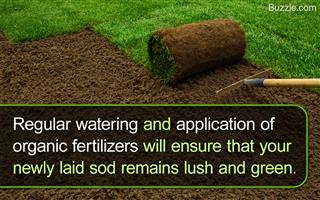 How to Easily Care for Newly Laid Sod And Ensure a Healthy Lawn
